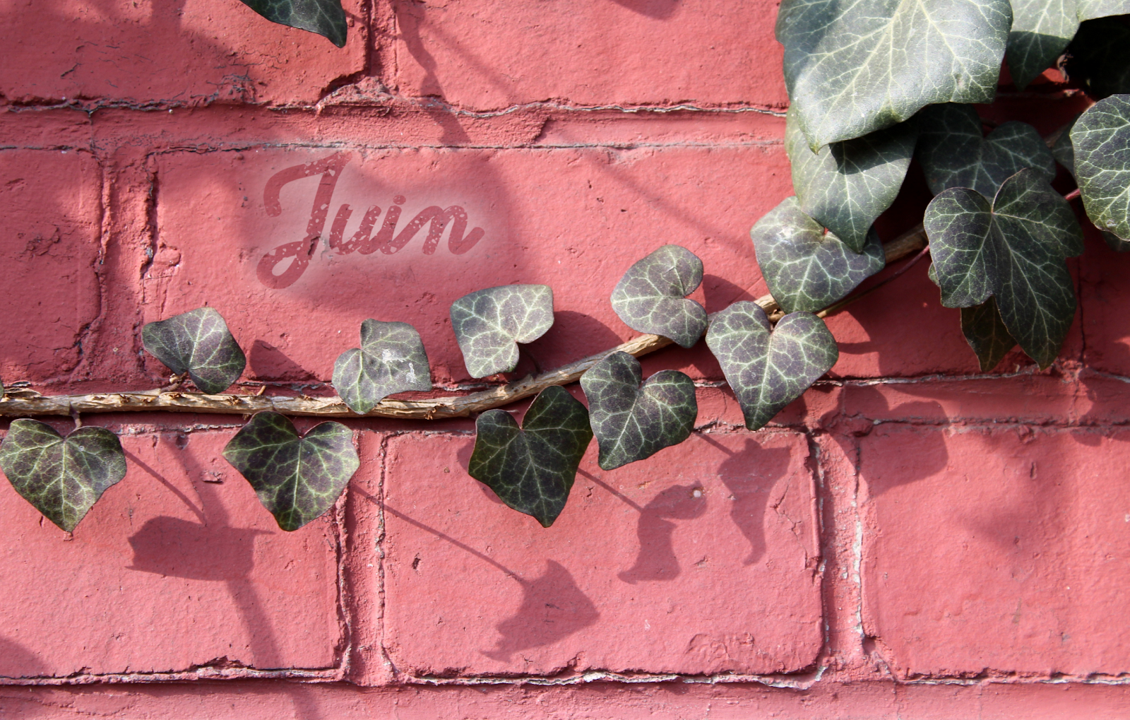 pauline-dress-blog-mode-deco-lifestyle-besancon-fond-d-ecran-juin-cactus-lierre-rose-2018-01